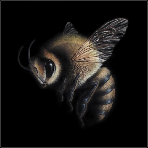 Dylan Floyd - Honeybee - First Edition