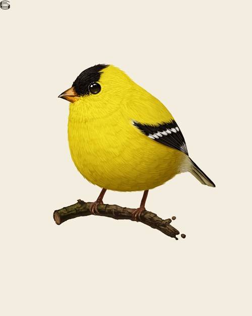 American Goldfinch