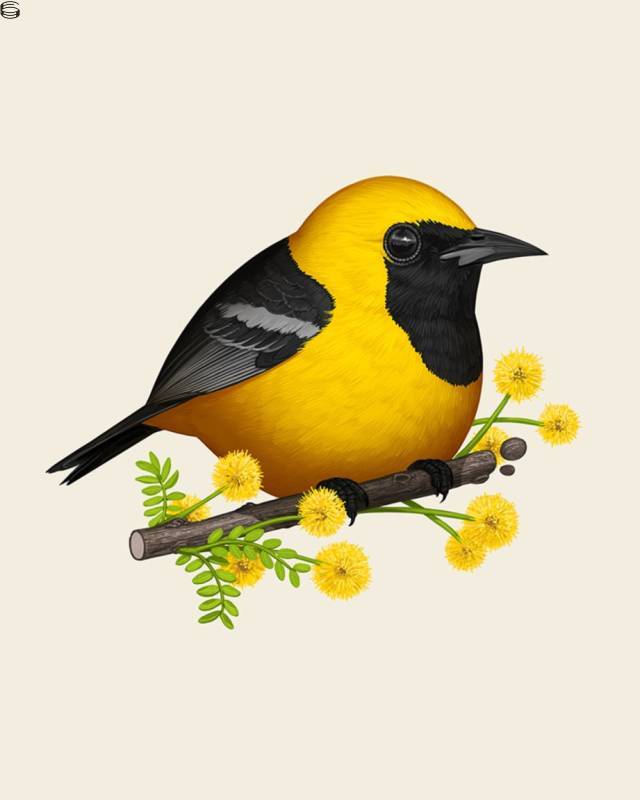 Hooded Oriole