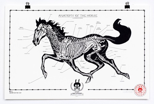 Anatomy Of The Horse: Anatomy Sheet No. 11