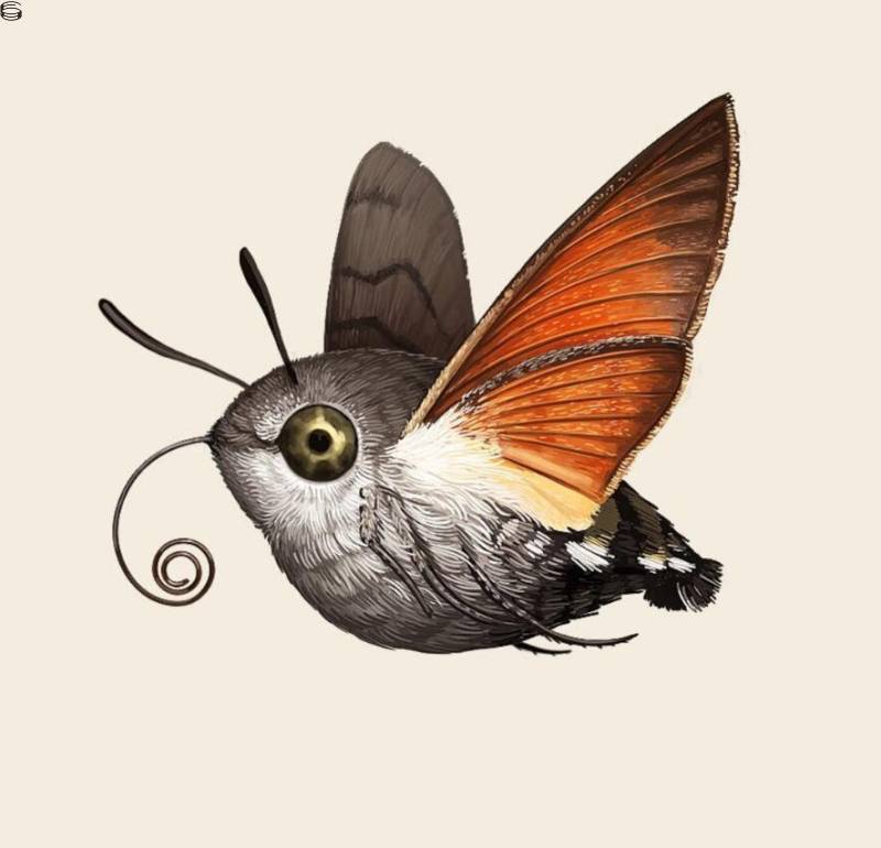 Mike Mitchell - Hummingbird Hawk Moth