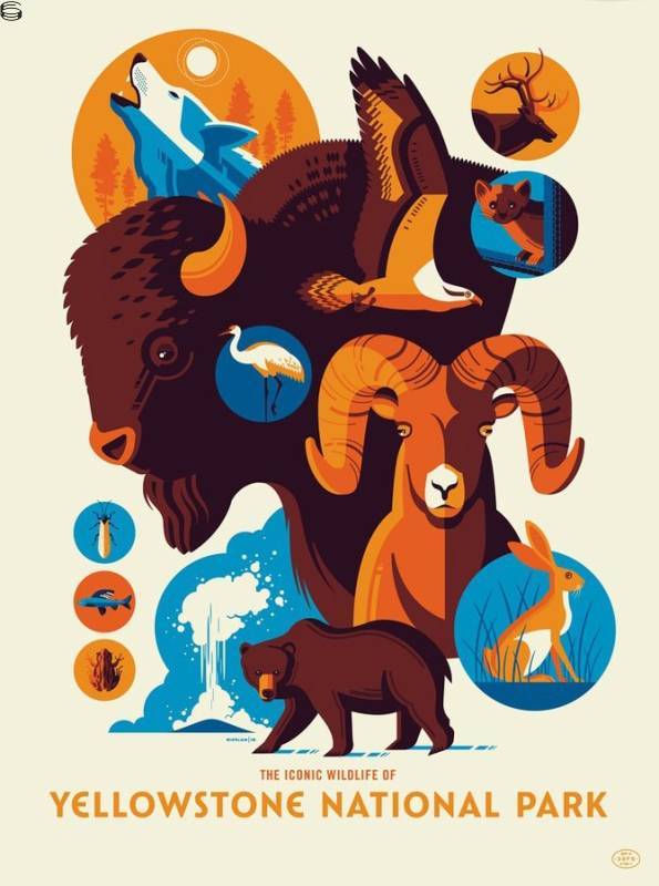 Tom Whalen - Iconic Wildlife of Yellowstone National Park - Standard Edition