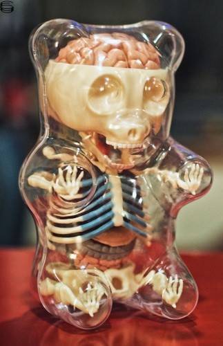 Anatomical Gummi Bear 12