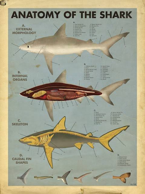 Anatomy of the Shark 12
