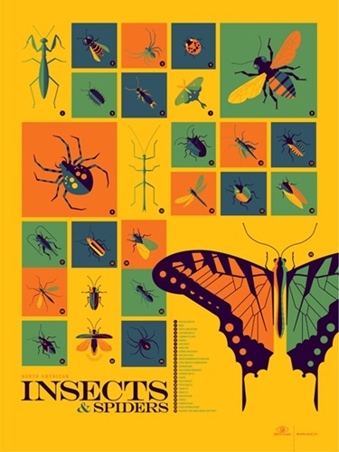 Insects and Spiders