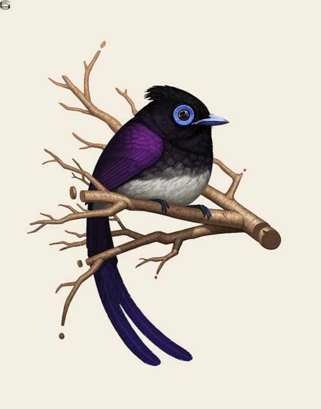 Mike Mitchell - Japanese Paradise Flycatcher - First Edition