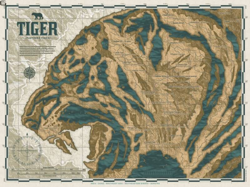 Anthony Petrie - Animal Atlas Set 16 - Tiger Edition