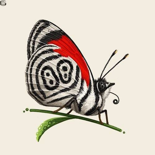 Mike Mitchell - Anna's Eighty-Eight Butterfly