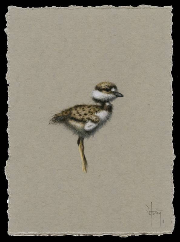 Killdeer Chick