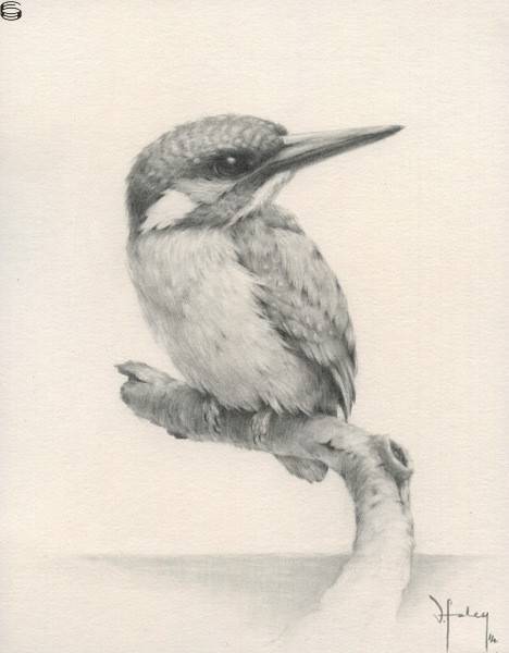 Kingfisher Study 2