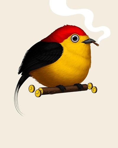 Fat Bird - Wire-Tailed Manakin