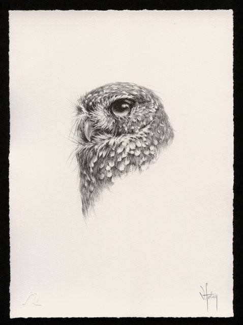 Little Owl Portrait