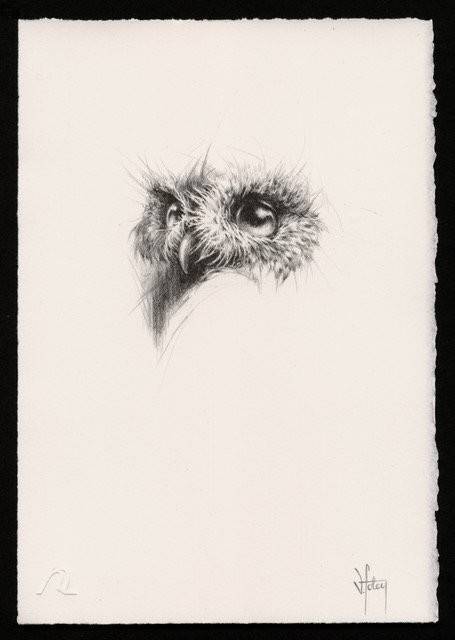 Little Owl Sketch