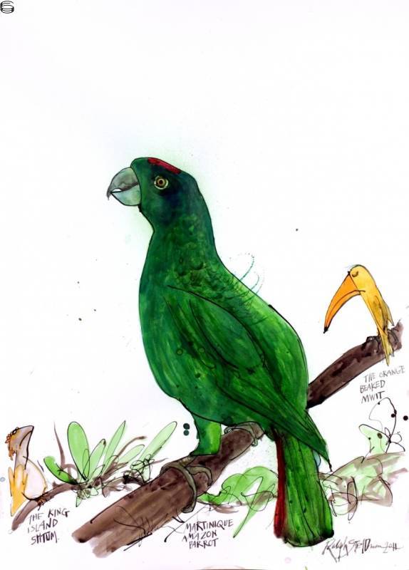 Martinique Amazonian Parrot 11