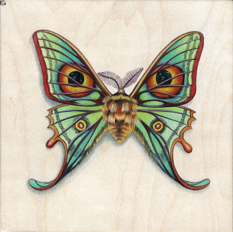 Moon Moth