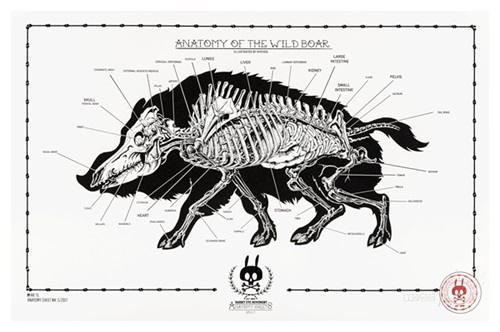 Anatomy Of The Wild Boar: Anatomy Sheet No. 15