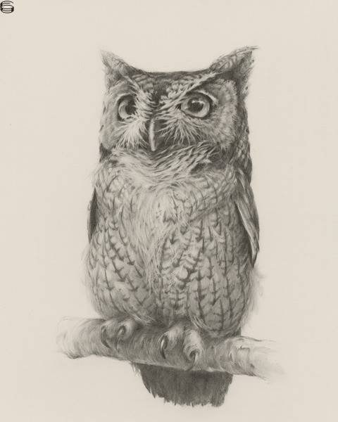 Vanessa Foley - Northern Screech Owl