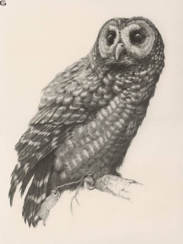 Northern Spotted Owl