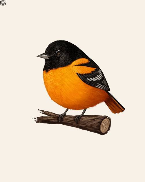 Oriole