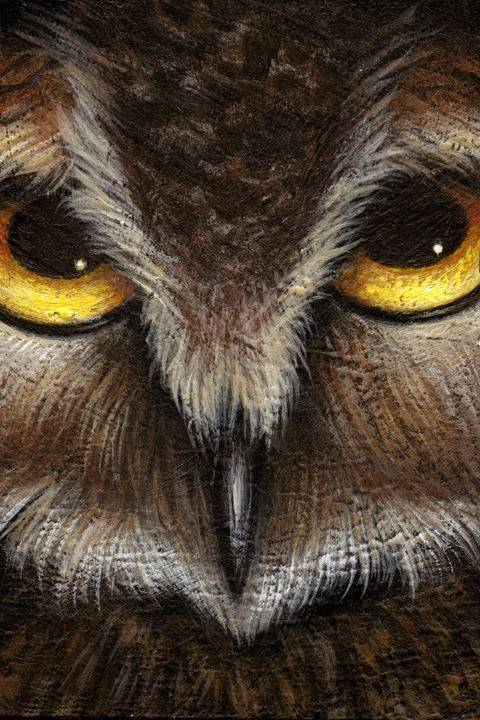 Owl Portrait 1