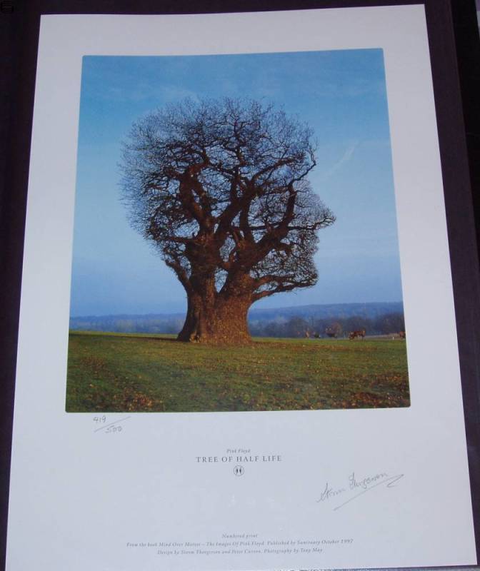 Pink Floyd Tree of Half Life 99