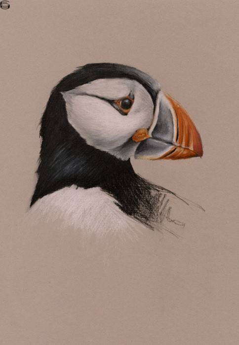 Puffin Portrait 15