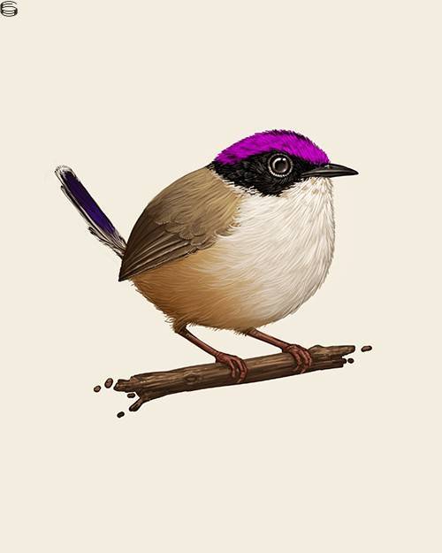 Purple-crowned Fairywren