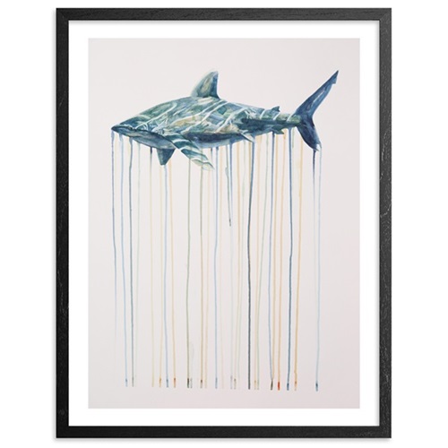 Oceanic Whitetip