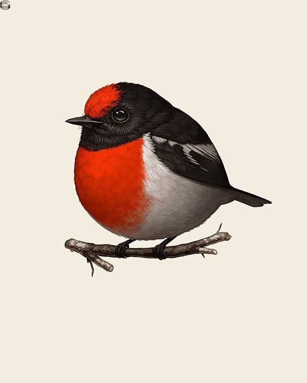Mike Mitchell - Red-Capped Robin - First Edition