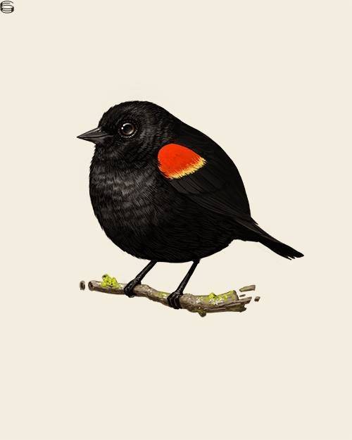 Red-Winged Blackbird