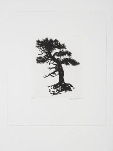 Black Pine Specimen Bonsai At The Sausage Factory, Spring
