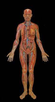 Sacred Mirrors: Lymphatic System 85