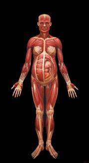 Sacred Mirrors: Muscle System (Pregnant Woman) 80