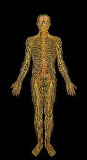 Sacred Mirrors: Nervous System 79