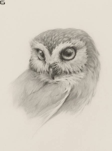 Vanessa Foley - Saw Whet Owl Study II