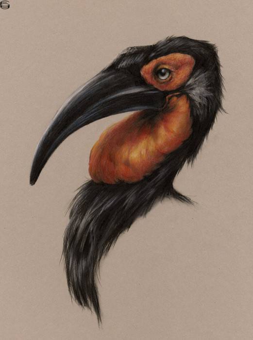 Southern Ground Hornbill 15