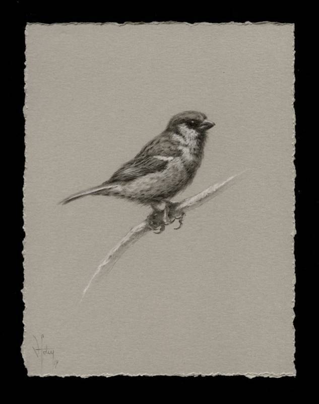 Sparrow Study 1