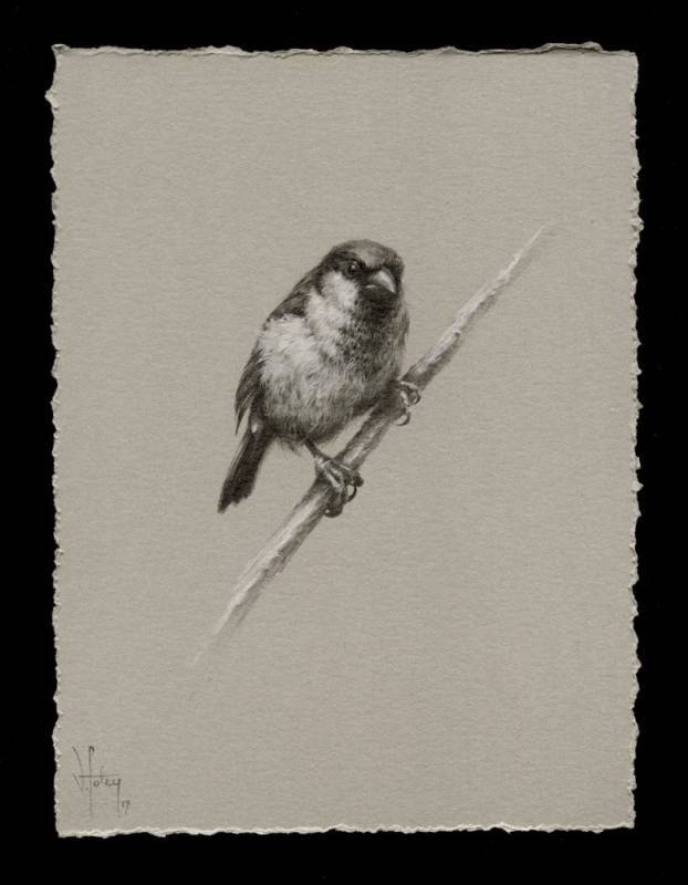 Sparrow Study 2