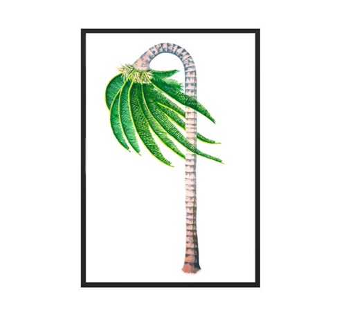 Palm Frown