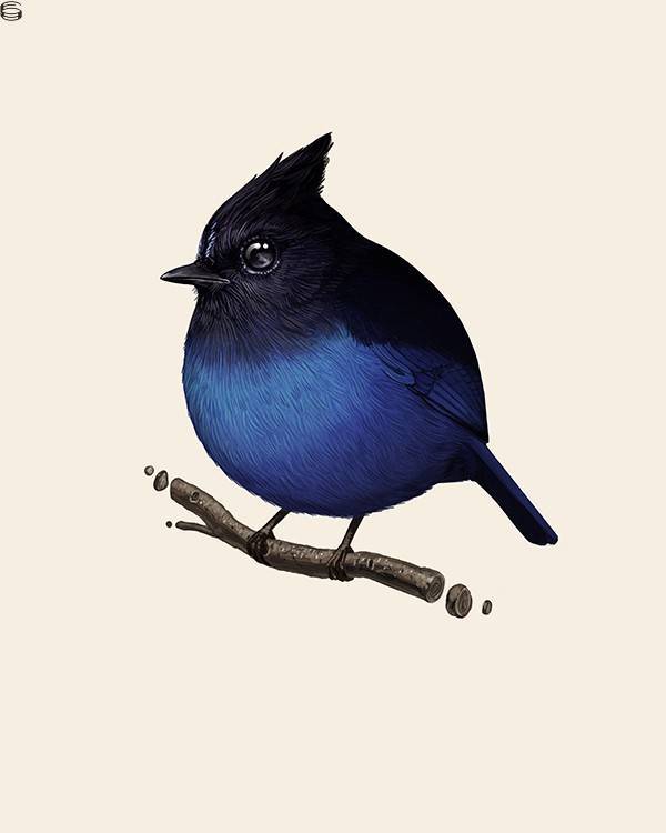 Stellar's Jay