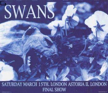 Swans London 97