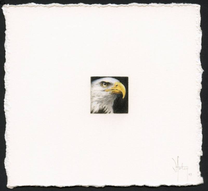 Vanessa Foley - The Bald Eagle