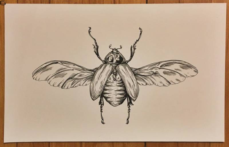 Beetle 16