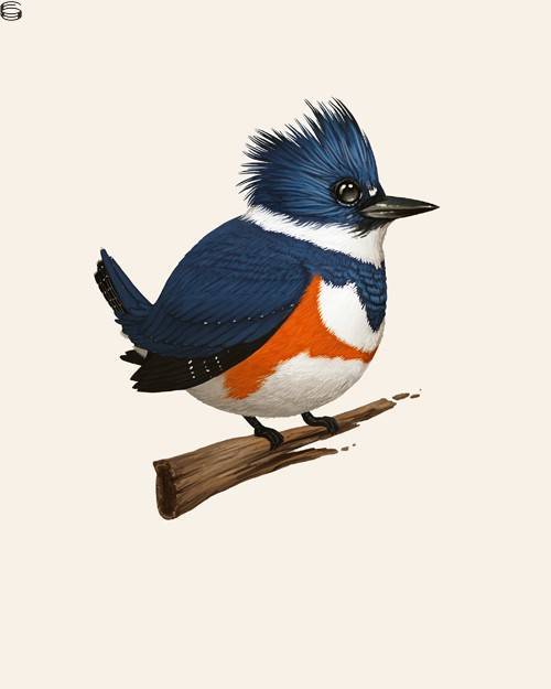 Belted Kingfisher