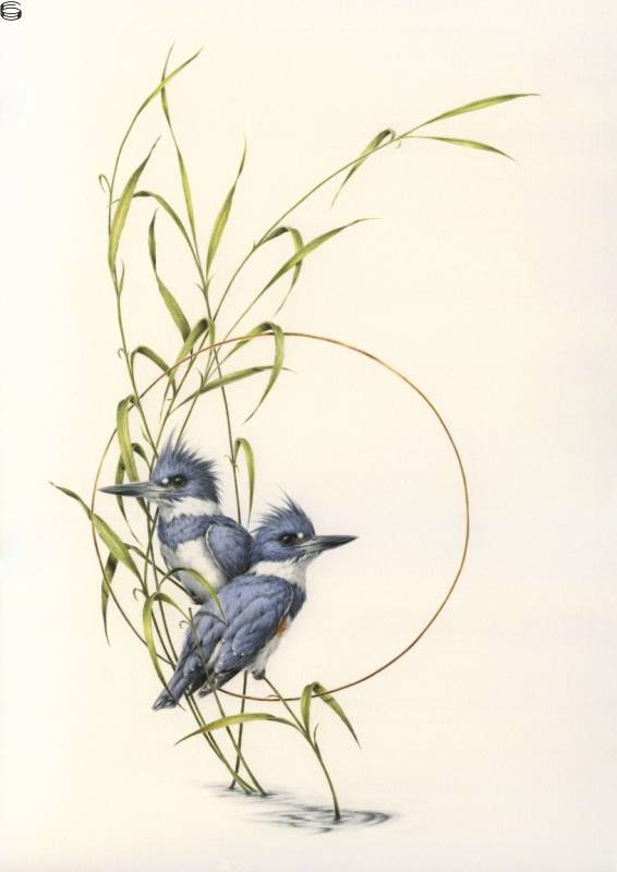 Vanessa Foley - Belted Kingfishers - First Edition