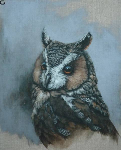 The Long Eared Owl