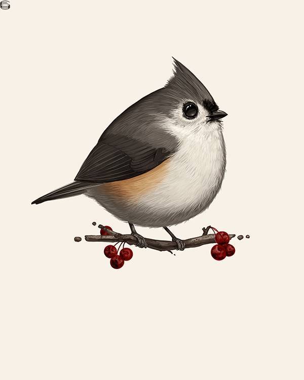 Tufted Titmouse