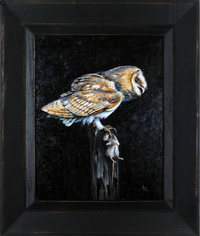 Sara Deck - Tyto Alba (Texas Barn Owl)