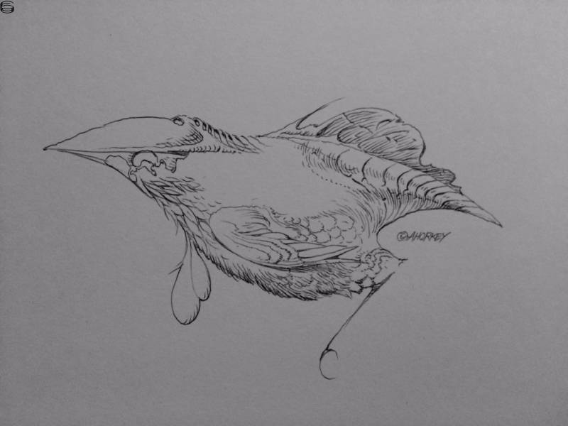 Untitled Bird Sketch 14