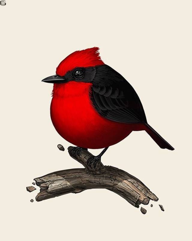 Vermillion Flycatcher